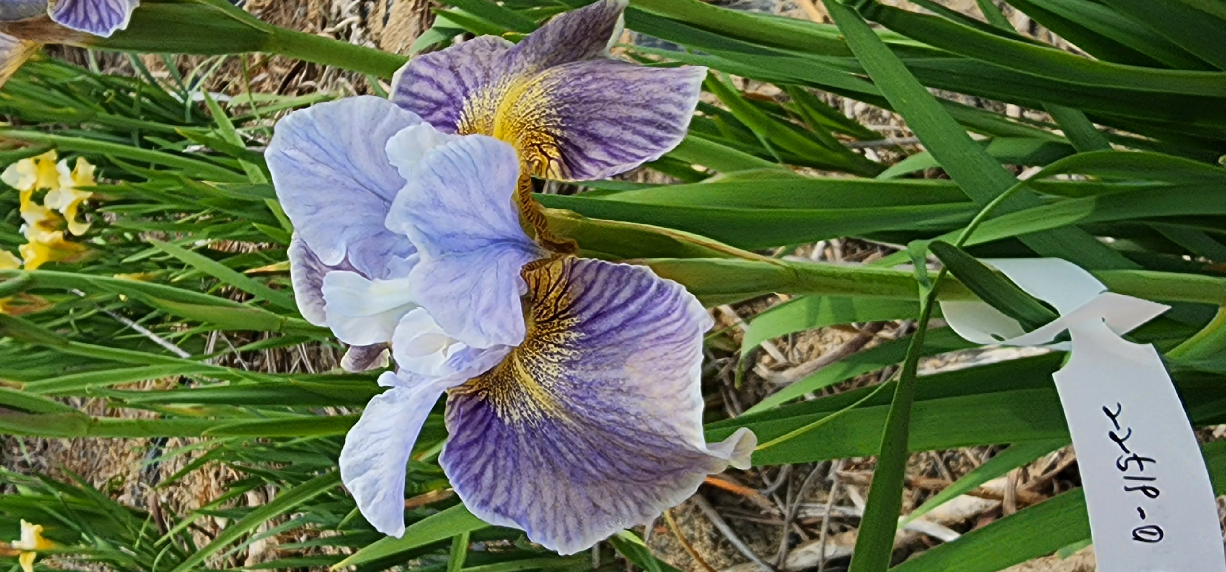 Iris 'URI2022-27'